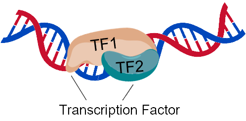 tfs